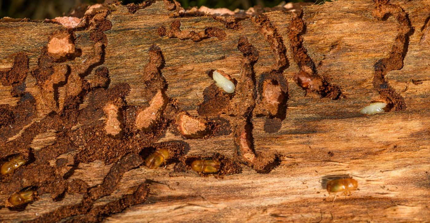 Pest control and termite