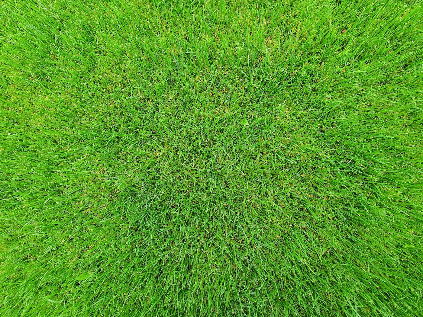 Turf, landscaping and outdoor