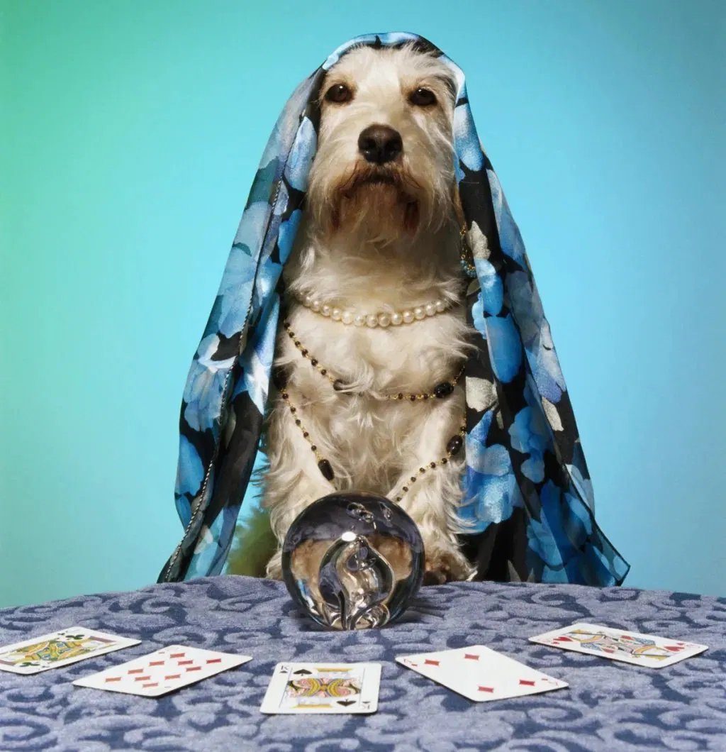 Dog Psychic with crystal ball and tarot cards