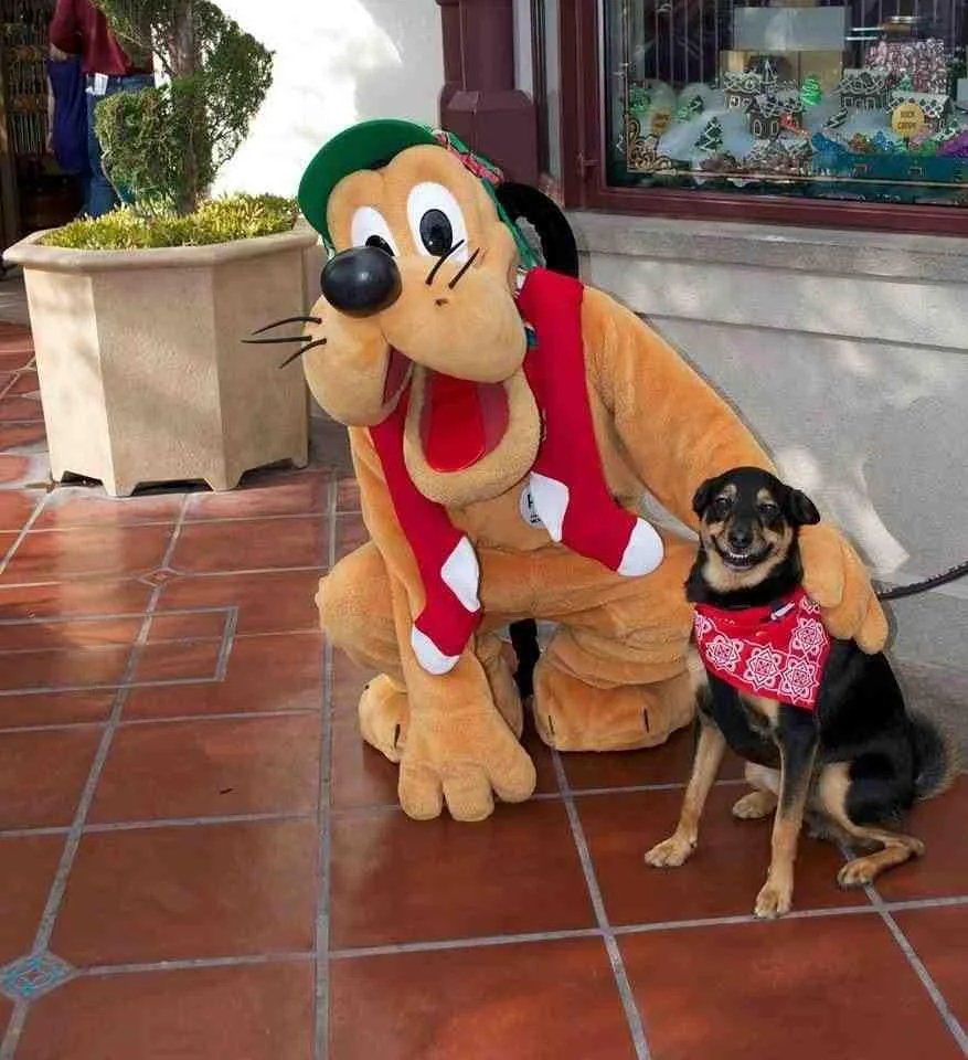 The Founder meets Pluto